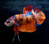 #3 (New Arrival) REAL GIANT KING Candy Tiger Nemo Koi -Male Plakat Betta Fish - High Quality Live Aquarium Male Betta Fish